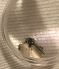 ANTIQUE 1939! All New York State H.S. Music Clinic Sterling Lapel Pin Tie Tack